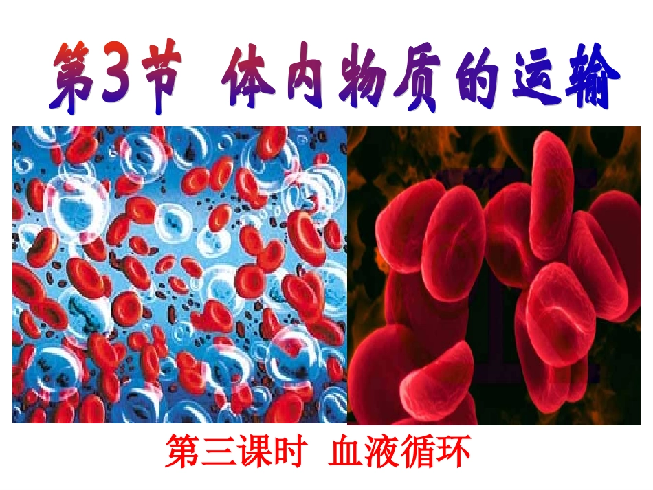 体内物质的运输第三课时血液循环_第1页
