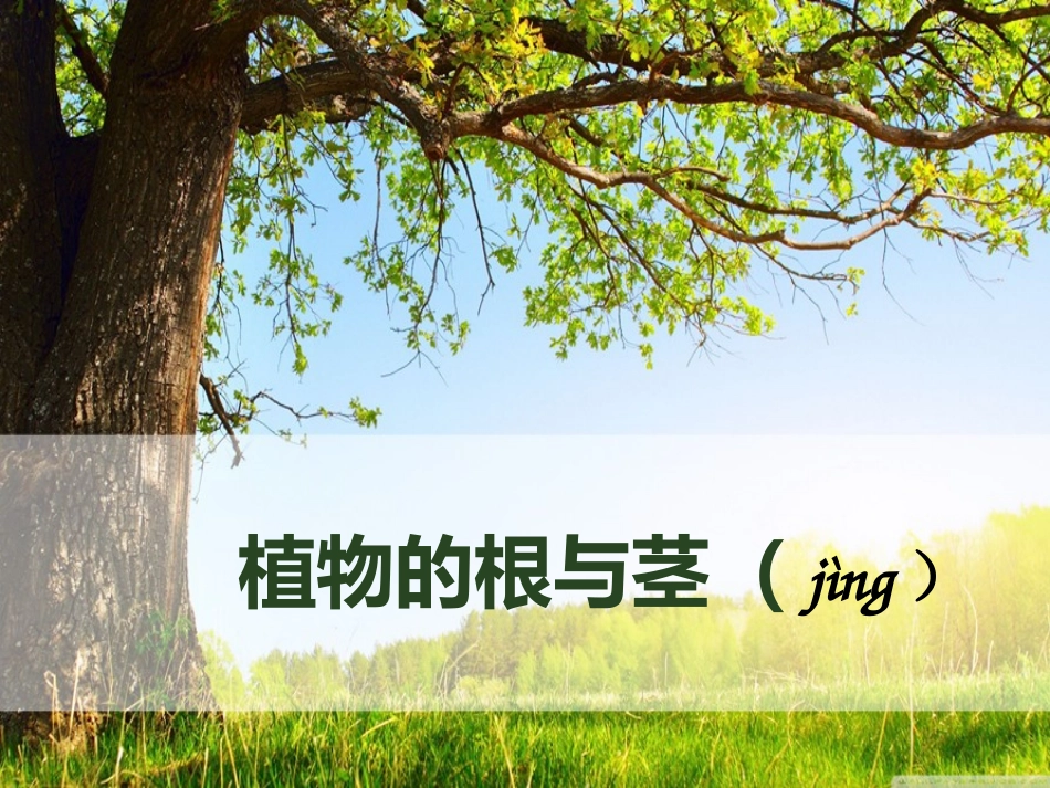 项目一根和茎的奥秘_第2页