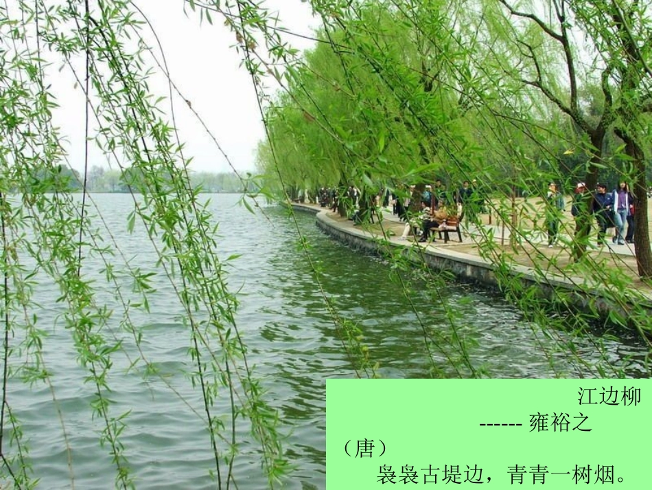 青海高原一株柳2_第3页