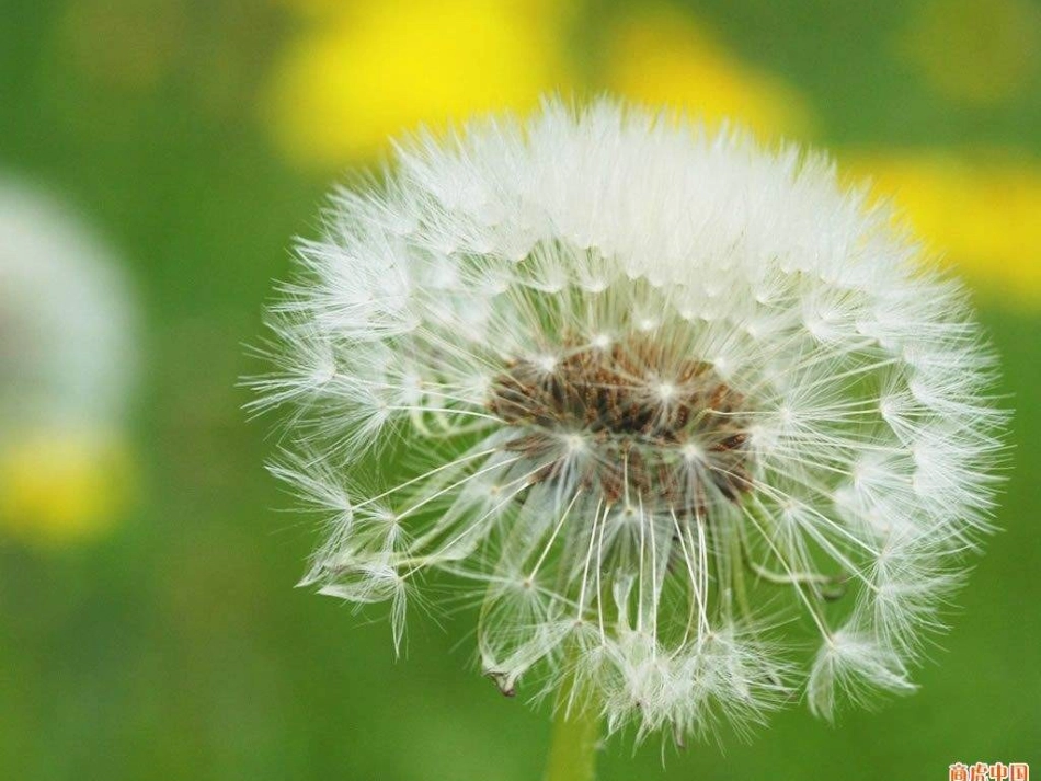 种子萌发课件_第2页