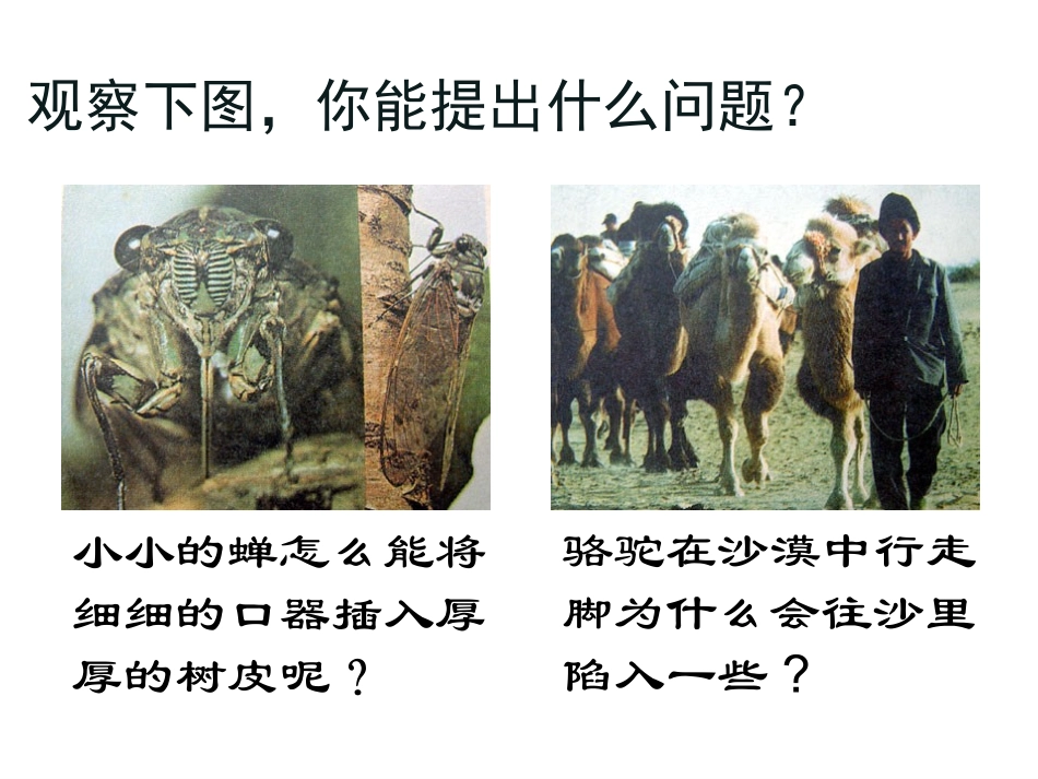 压强PPT课件_第2页