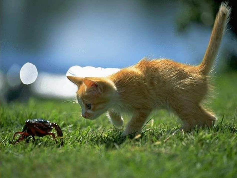 《猫》老舍(公开课课件j)_第2页