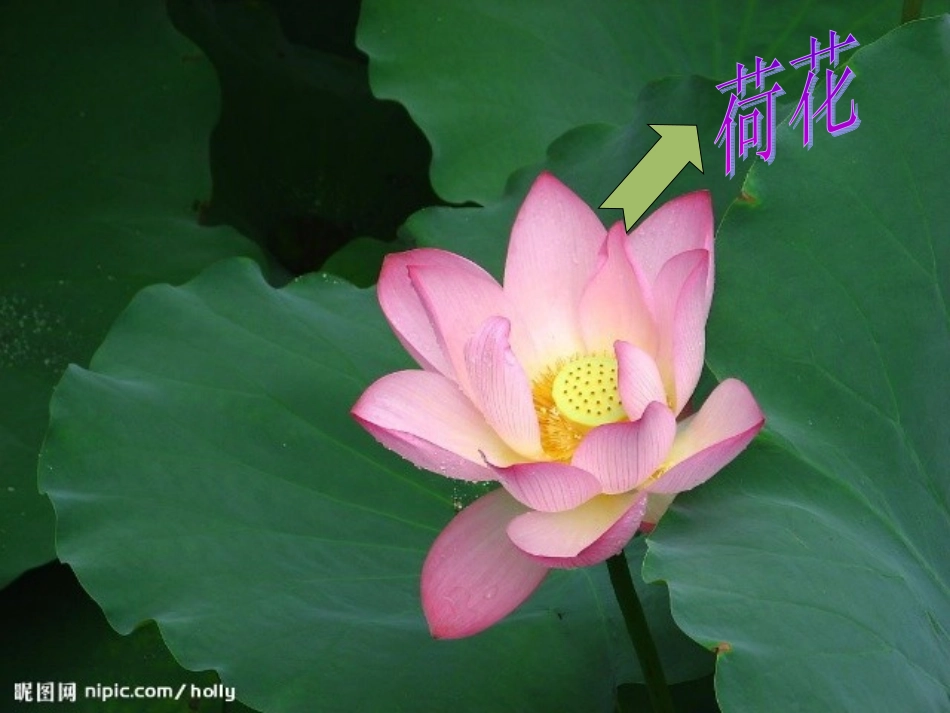 一年级上《江南》课件-副本_第2页