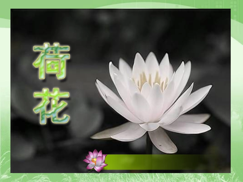 《荷花》课件3_第1页