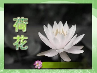 《荷花》课件3