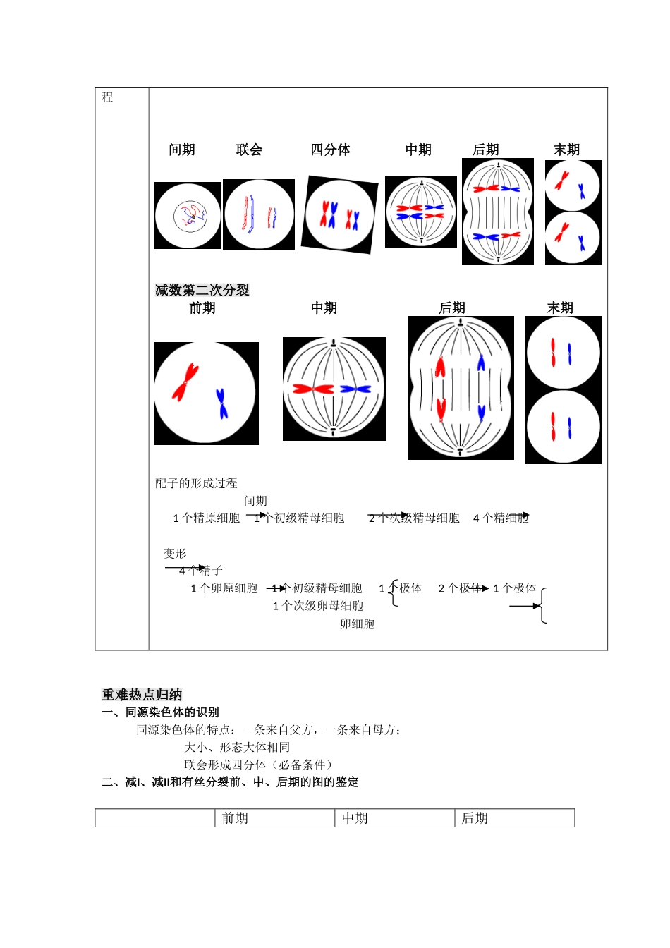 减数分裂与有丝分裂的比较及图像鉴别教案_第2页