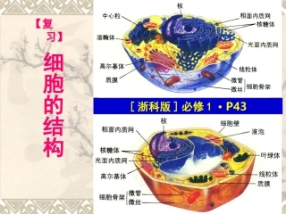网课复习：《细胞结构与功能》