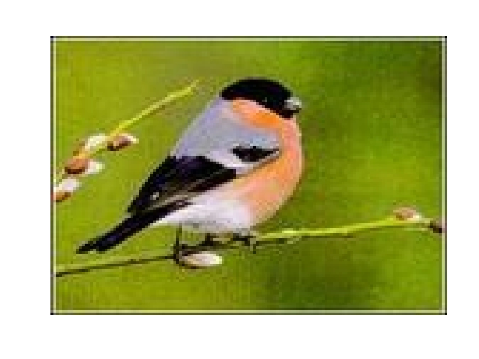 三年级语文上册第二单元5灰雀_第2页