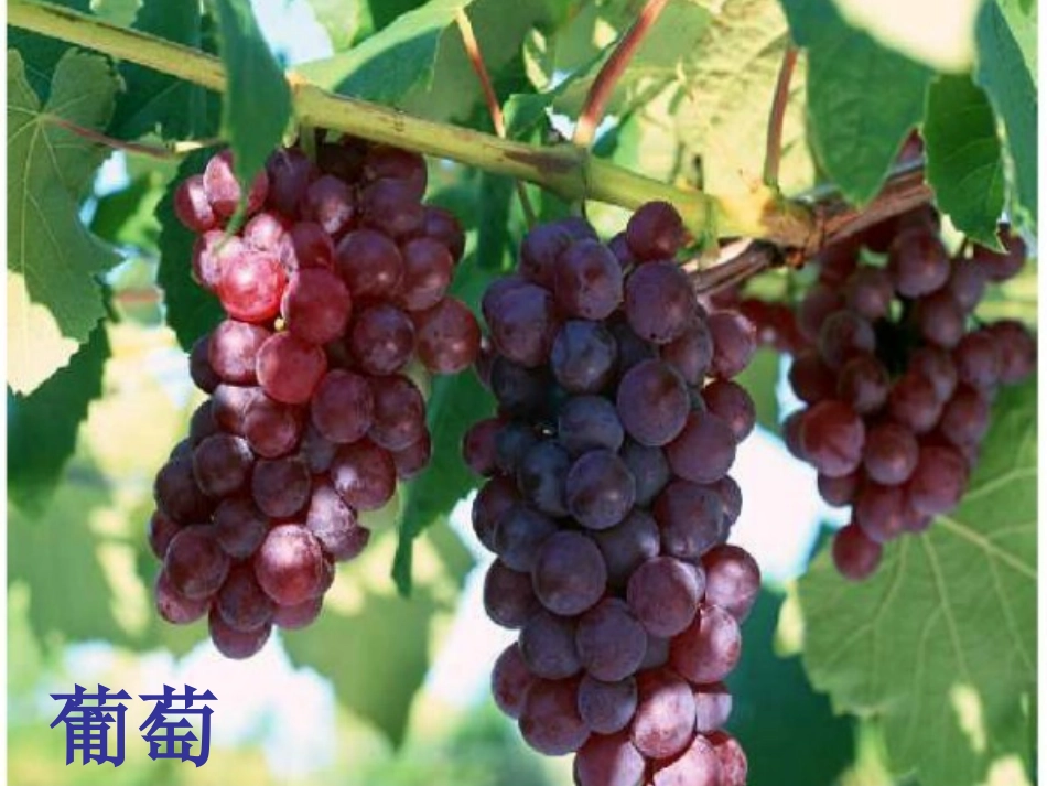 酸的和甜的课件 (2)_第1页