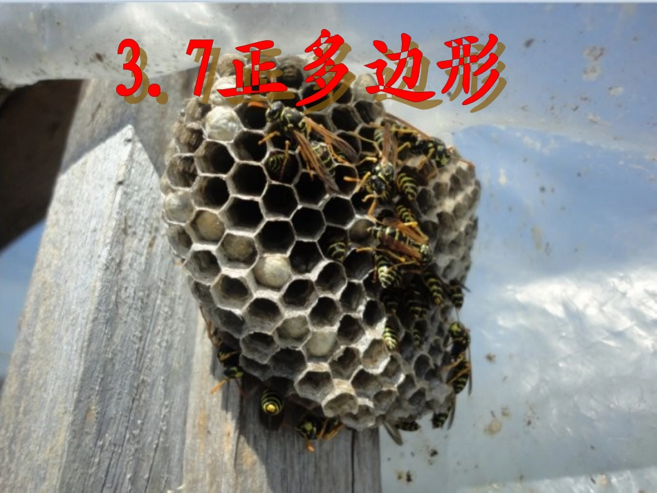正多边形课件姜晓明_第2页