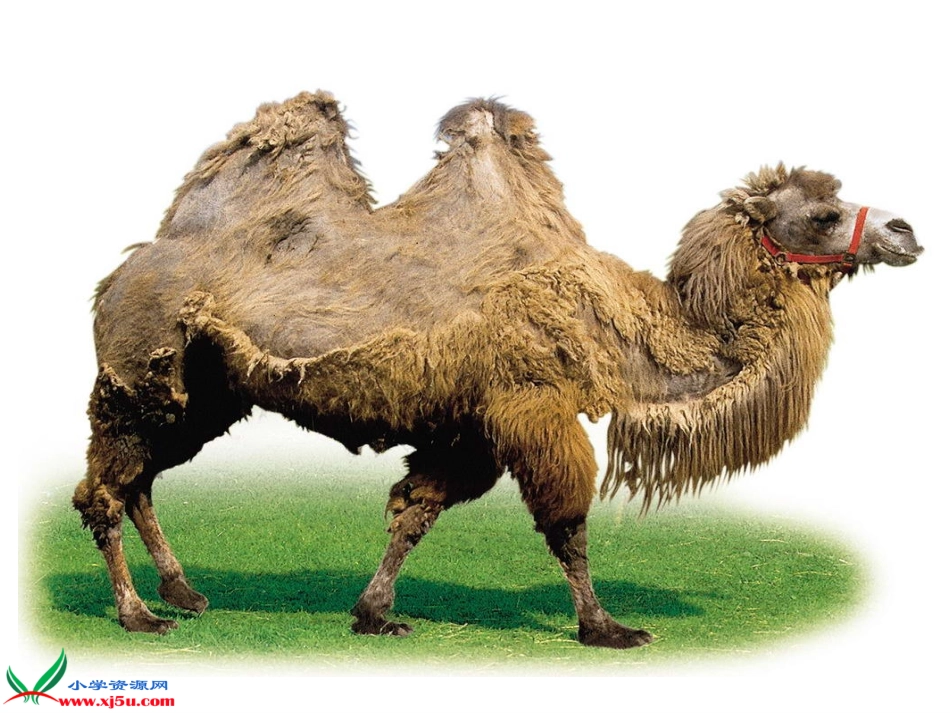 《我应该感到自豪才对》课件（苏教版三年级语文下册课件）_第2页