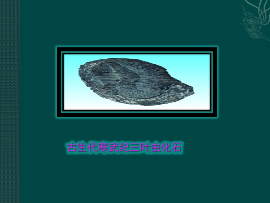 生物进化历程_第3页