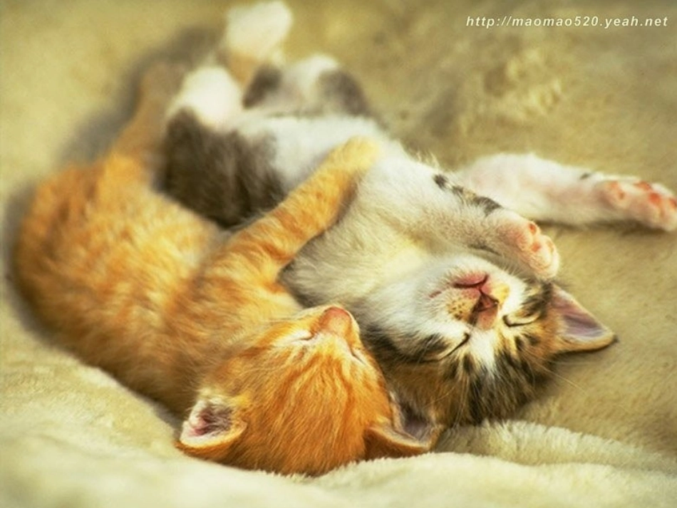 《猫》老舍(公开课课件)_第2页