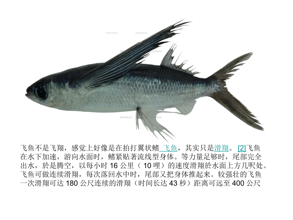 认识鱼类动物_第3页