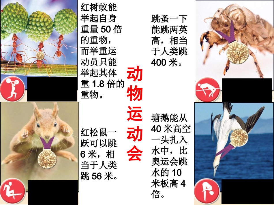 人教版八年级生物上册：521动物的运动课件（共33张PPT）_第2页