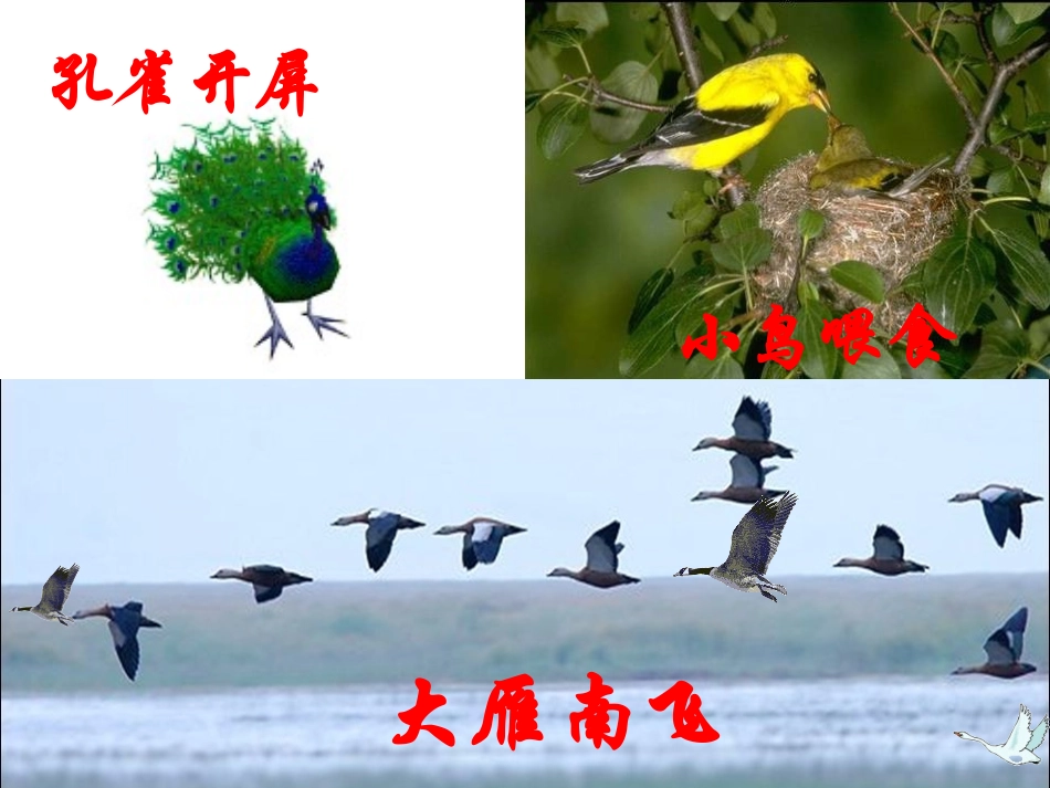 人教版八年级生物上册：521动物的运动课件（共33张PPT）_第3页