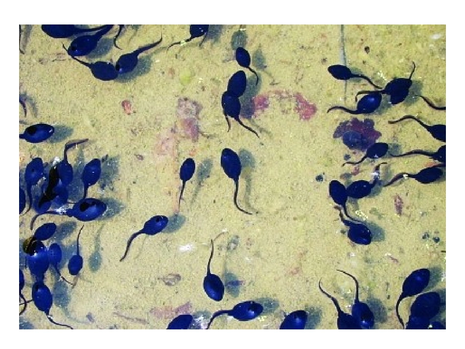 儿童美术课件小蝌蚪_第2页