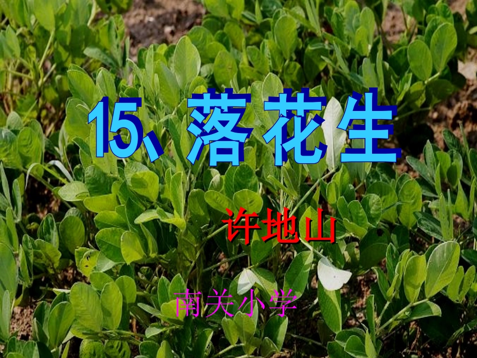 落花生课件-副本_第1页