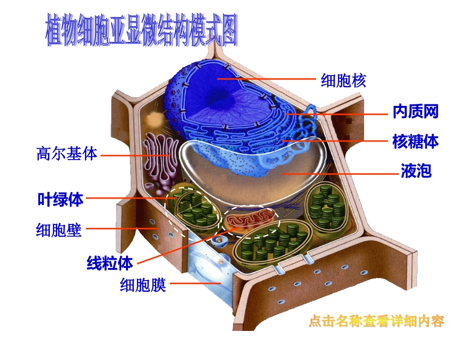 《原核细胞》课件１_第3页