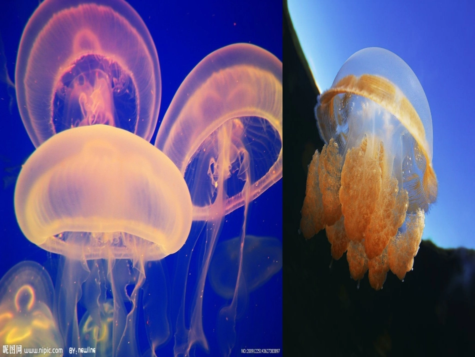 《海底世界》_第3页