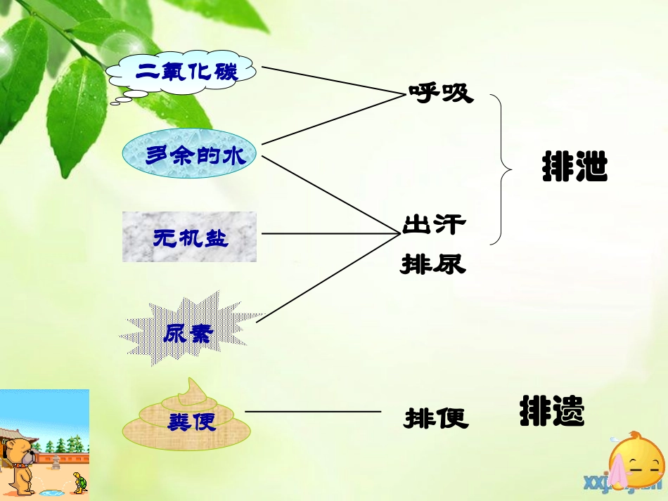 尿的形成和排出_第2页