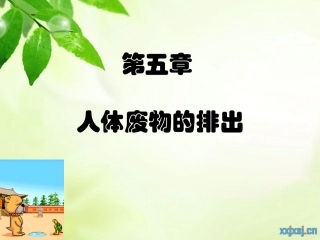 尿的形成和排出