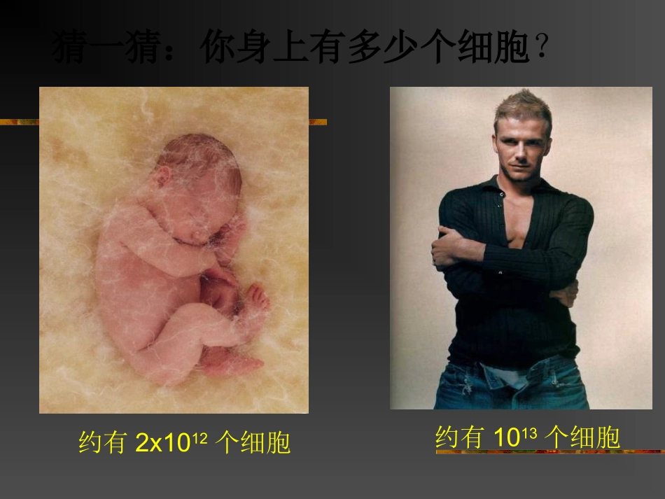 生物的结构层次第课时ZL_第1页
