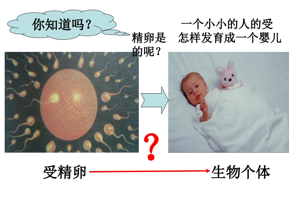 生物的结构层次第课时ZL_第2页