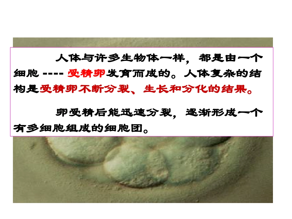 生物的结构层次第课时ZL_第3页