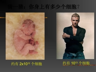 生物的结构层次第课时ZL