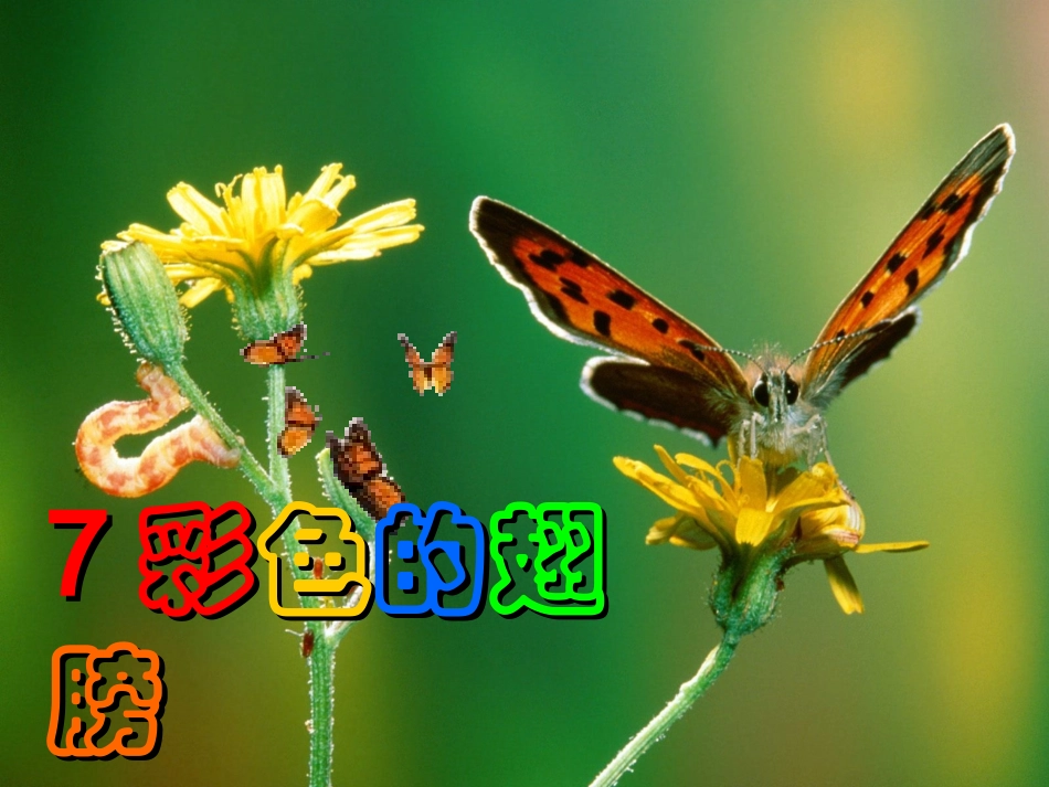 《彩色的翅膀》PPT课件_第1页