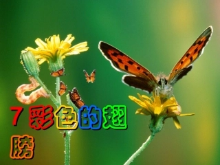 《彩色的翅膀》PPT课件