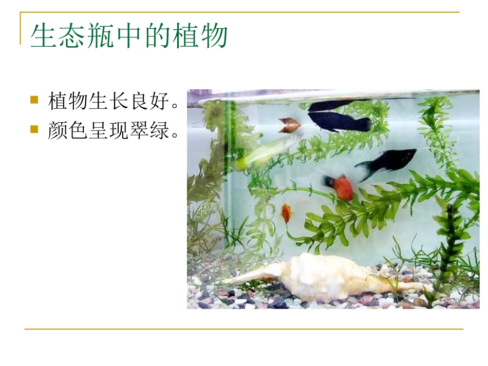 (教科版)五年级科学上册课件-改变生态瓶-1_第2页