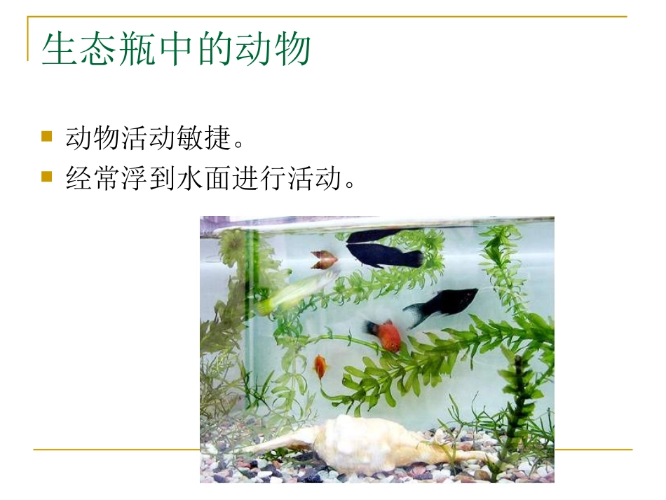(教科版)五年级科学上册课件-改变生态瓶-1_第3页