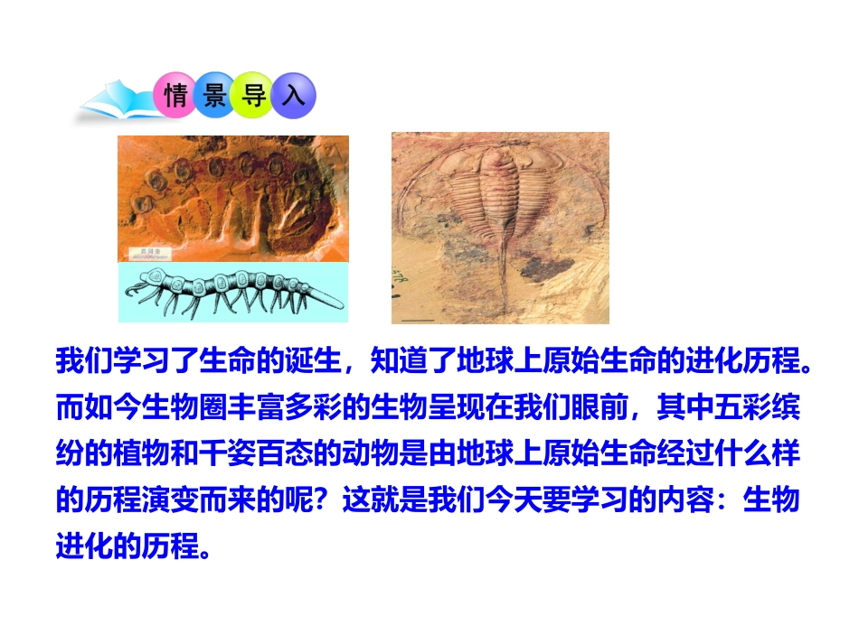 生物进化的历程 (2)_第2页