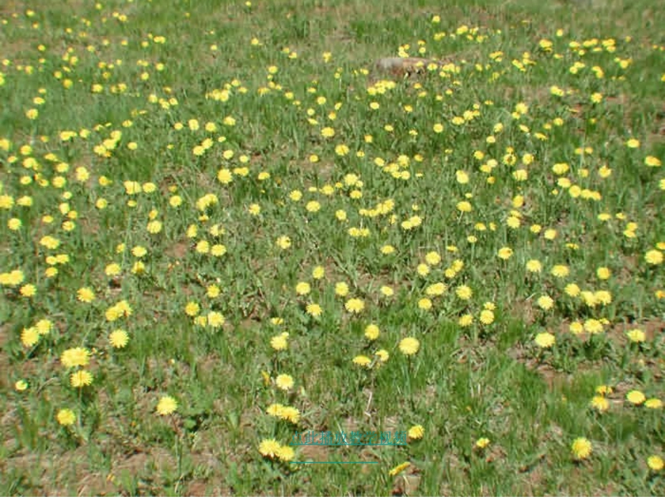 蒲公英PPT课件_第1页