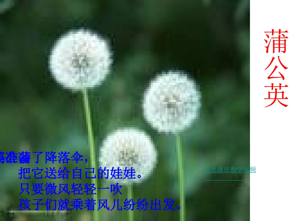 蒲公英PPT课件_第2页