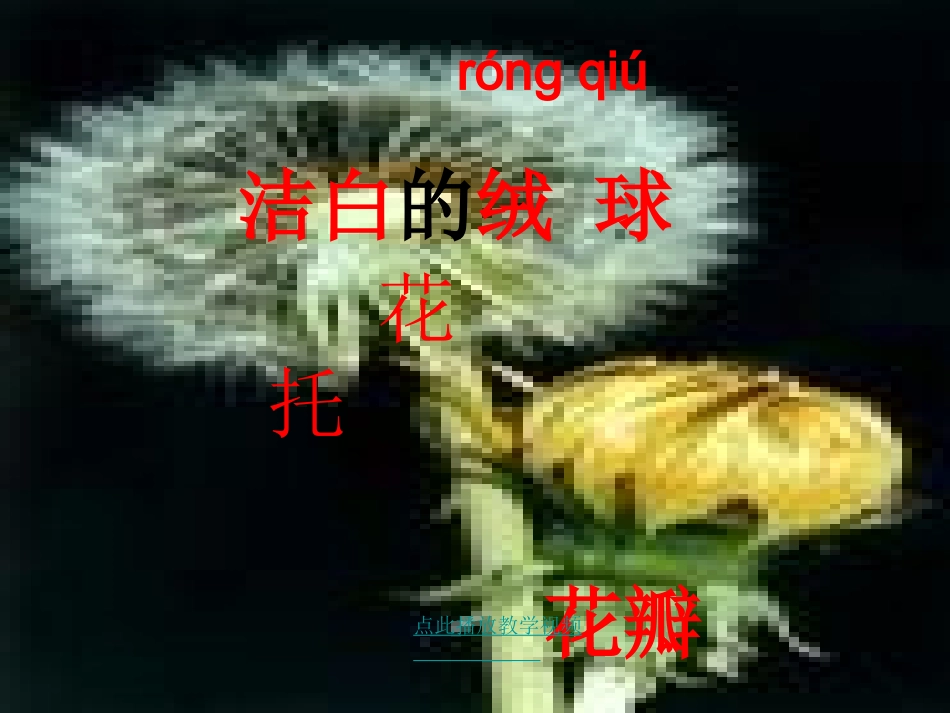 蒲公英PPT课件_第3页