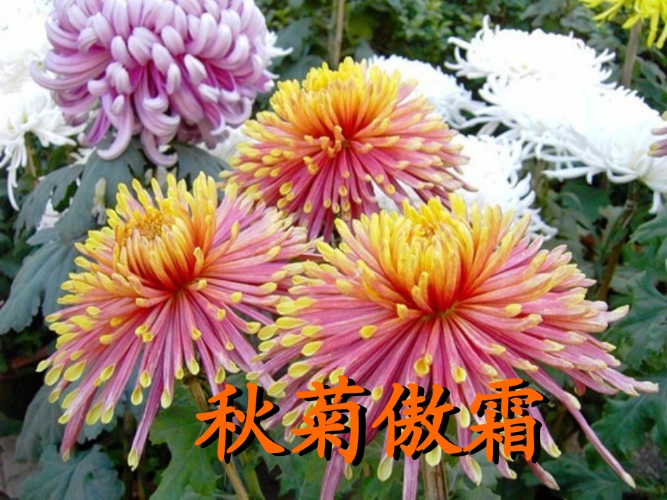 人教二上语文《秋天的图画》课件 (2)_第3页