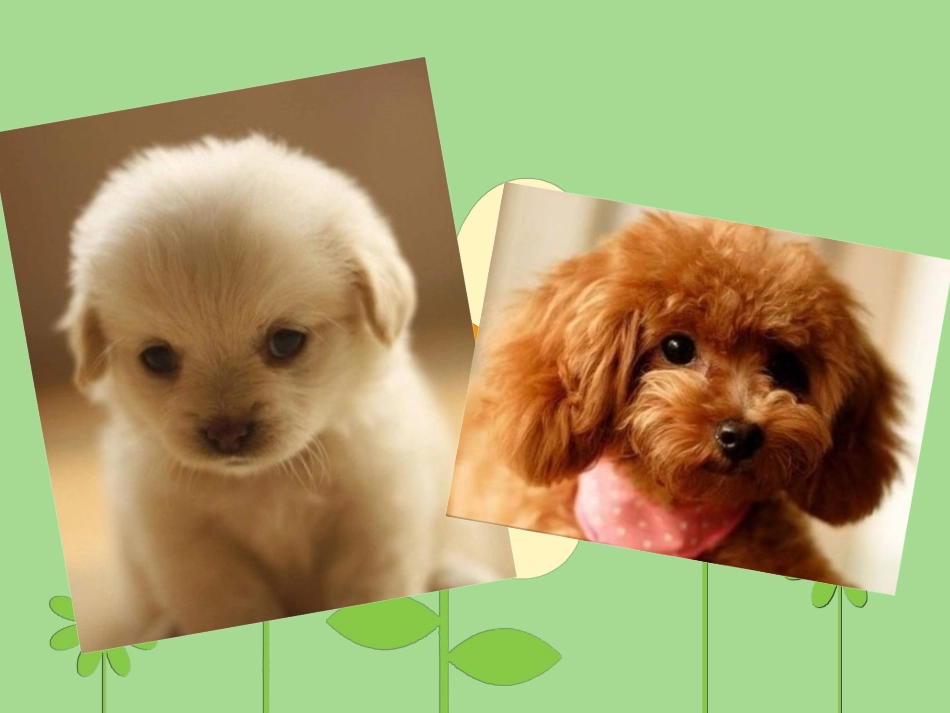 三年级下册第一课身边的小动物(1)_第2页