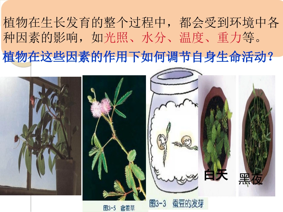 植物生命活动的调节（）_第2页