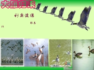 八年级语文大雁归来的课件
