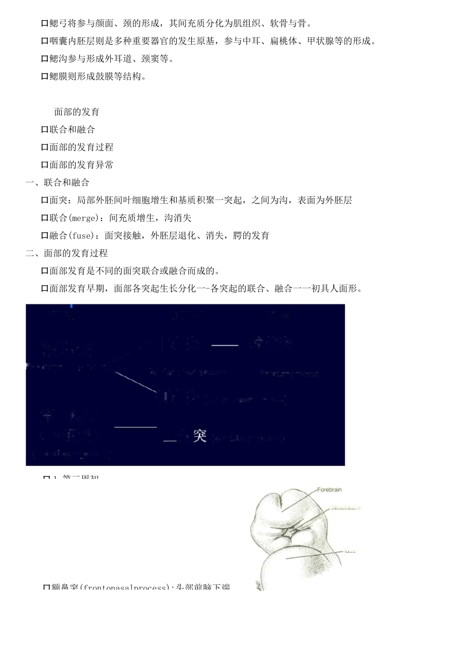 3 面部发育_第2页