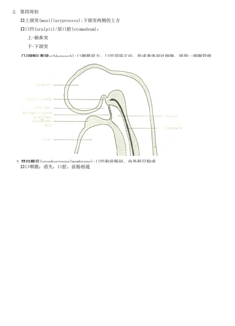 3 面部发育_第3页