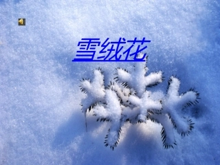 雪绒花 (2)