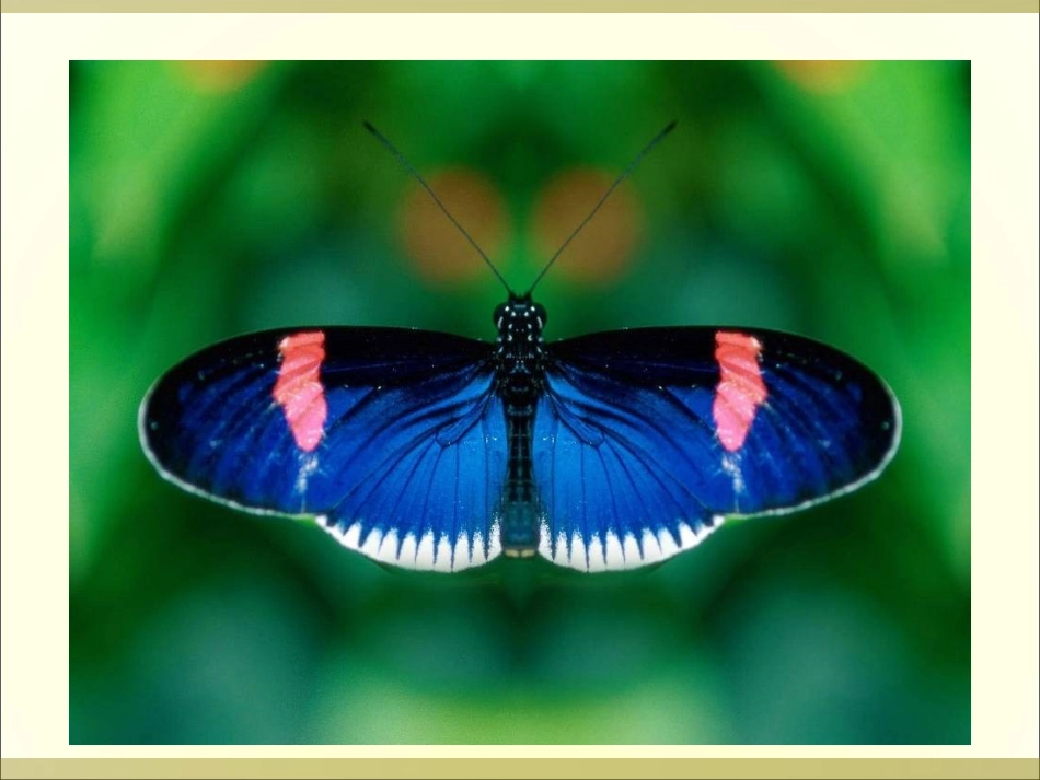 《轴对称》课件_第2页