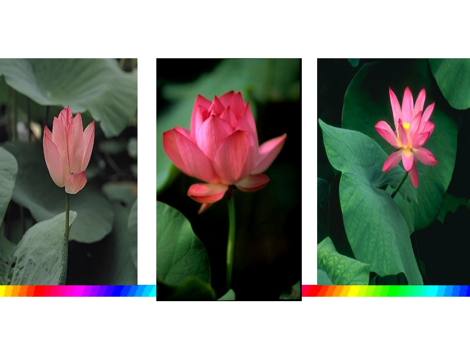 《爱莲说》课件1(1)_第1页