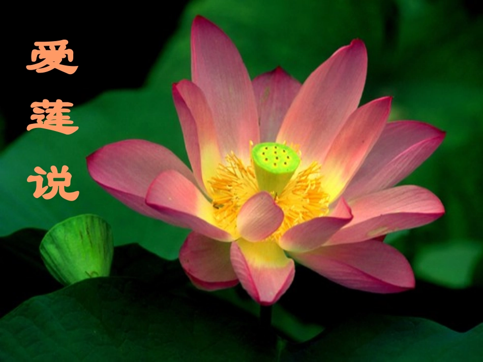 《爱莲说》课件1(1)_第3页