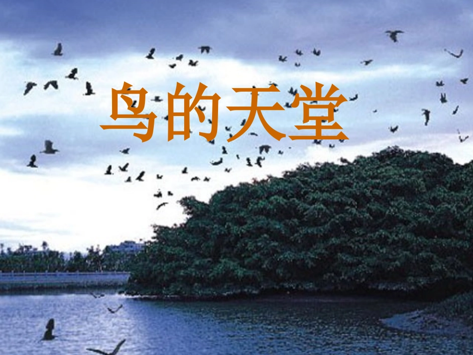 《鸟的天堂》课件_第1页