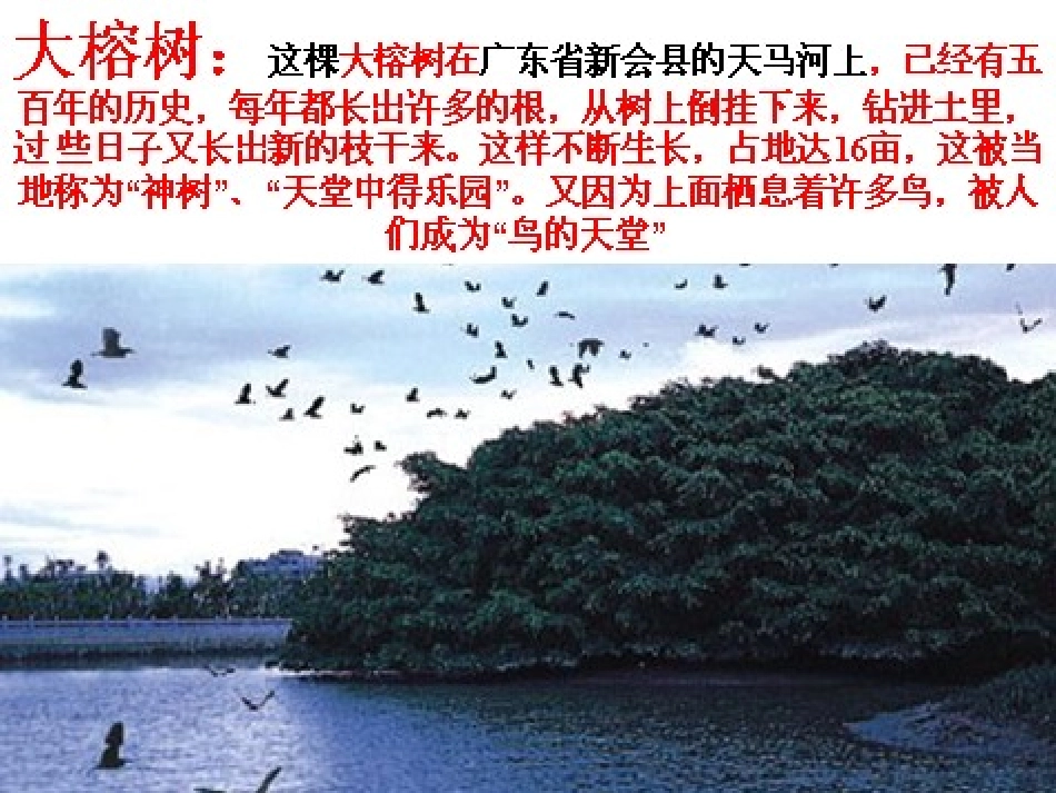 《鸟的天堂》课件_第2页